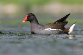 <p>SLÍPKA ZELENONOHÁ (Gallinula chloropus) Praha - Stromovka /Common moorhen - Teichralle/</p>